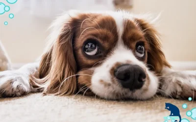 Essential Carpet Cleaning Tips For Pet Owners