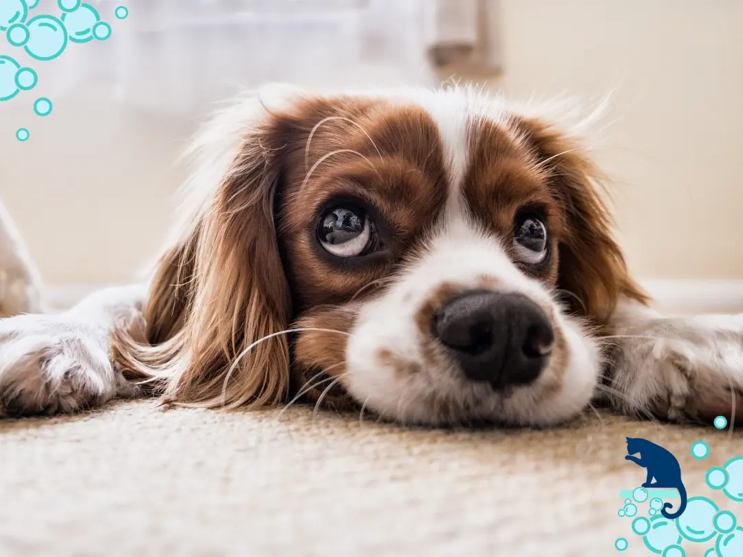 Helpful carpet cleaning tips for pet owners