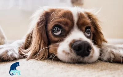 Essential Carpet Cleaning Tips For Pet Owners
