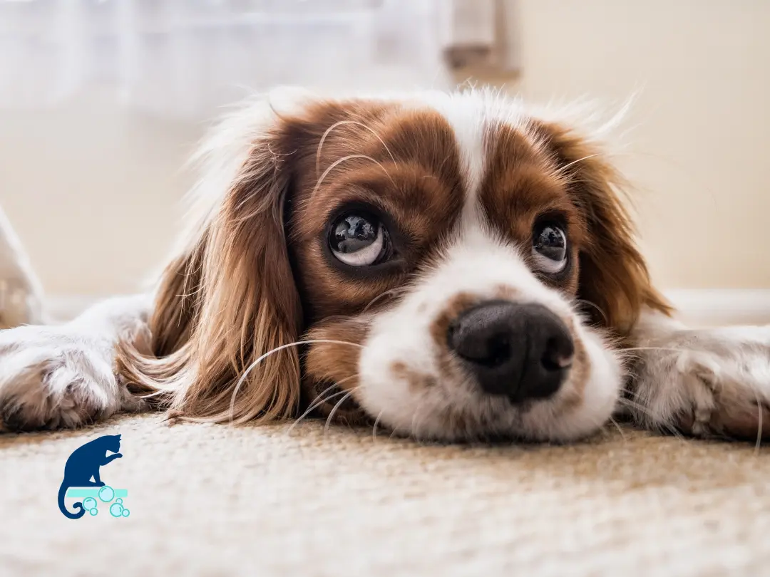 Helpful carpet cleaning tips for pet owners